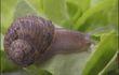 Cointe : course d'escargots
